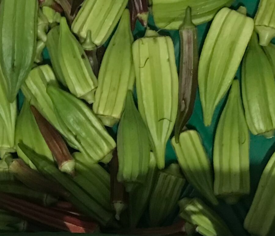 okra.p