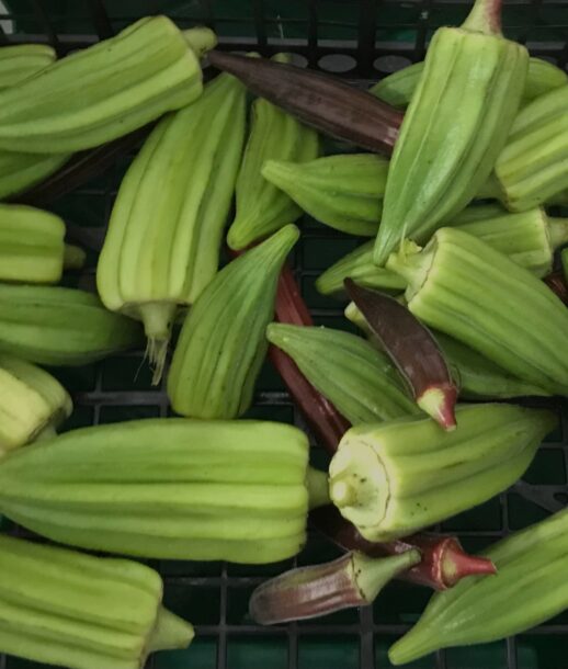 okra2.p