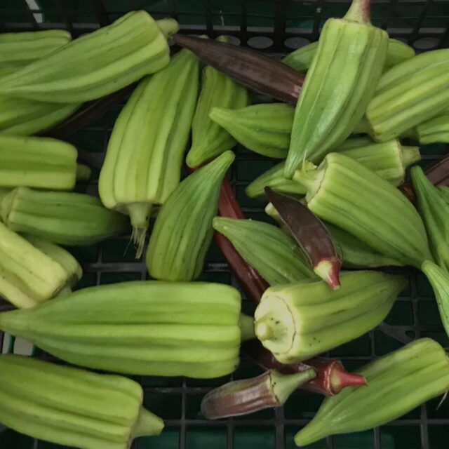 okra2.p