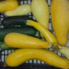 Squash and Zucchini