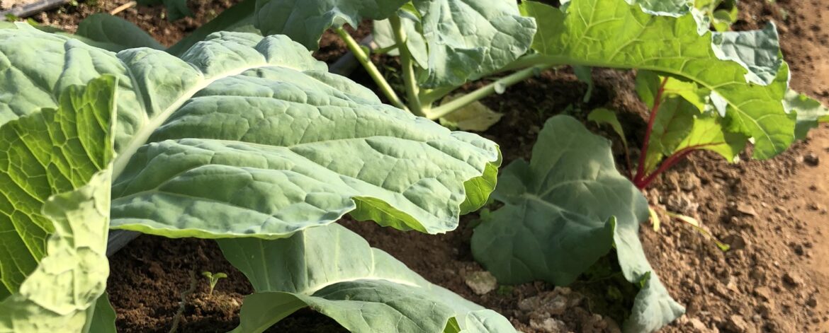 Collards-2-1