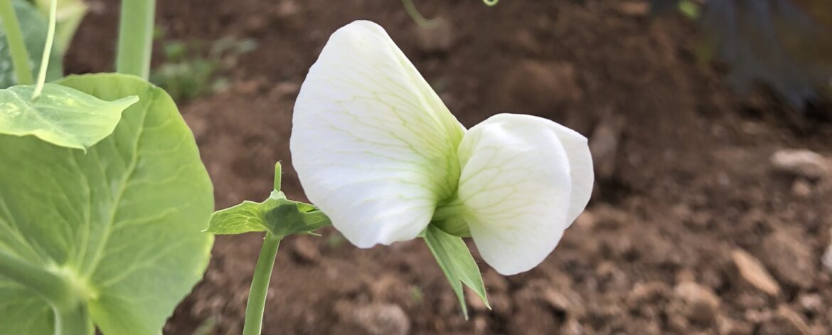 Sweet-Pea-Tendrils