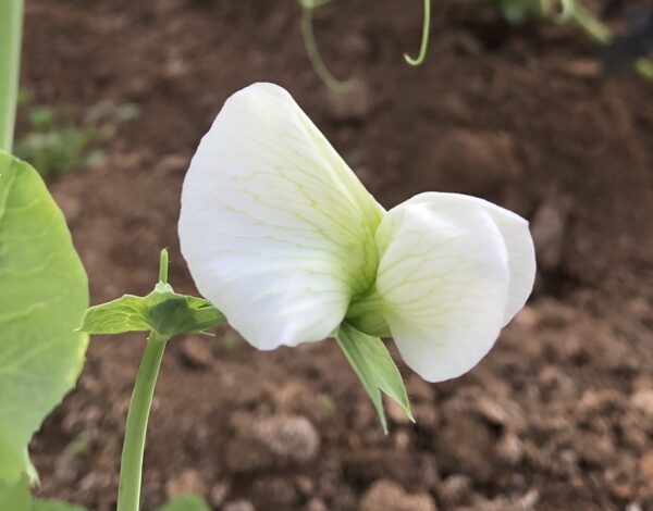 Sweet-Pea-Tendrils